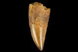 Serrated, Raptor Tooth - Real Dinosaur Tooth #127058-1